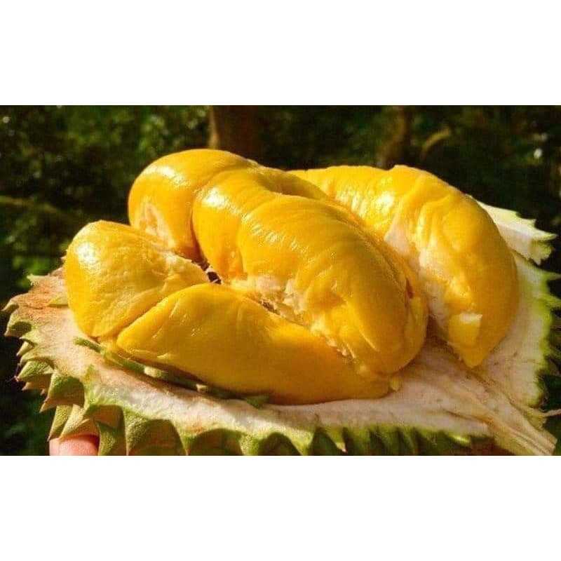 Cây giống sầu riêng monthon thái lan