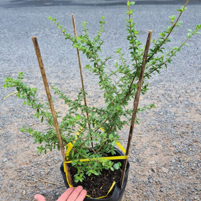 Cây giống Cây hàm hương - Trang Flower