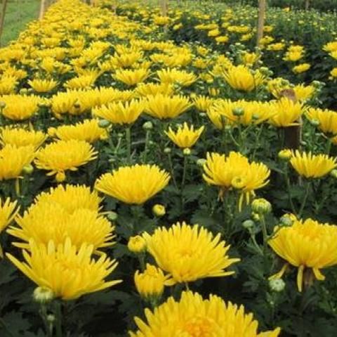 Phân Bón Tạo Mầm Hoa Kích Ra Hoa 50gr