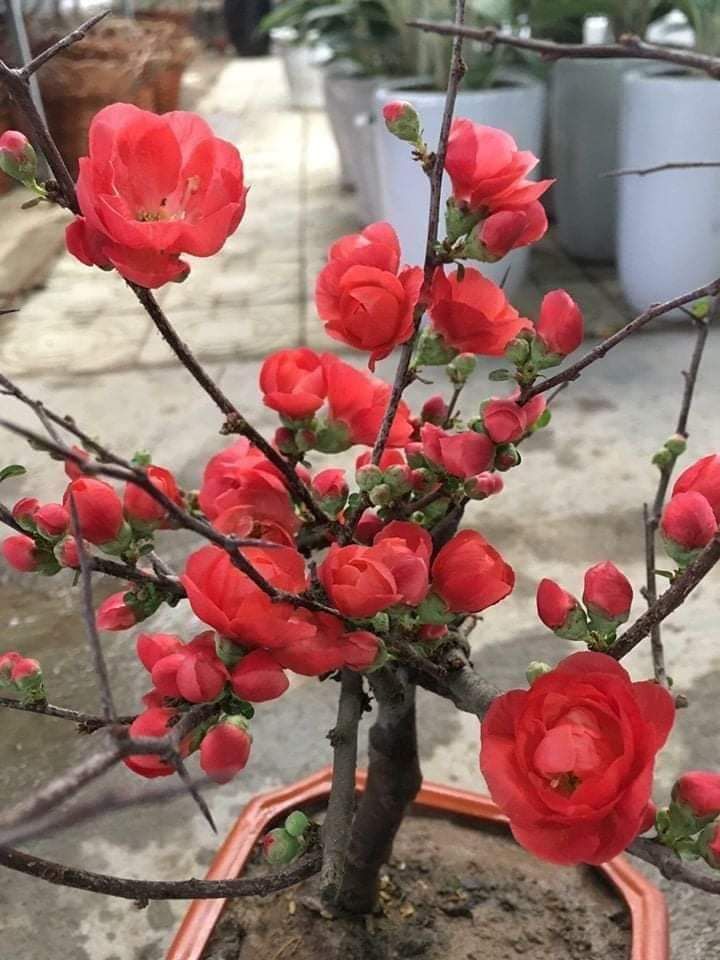 cây mai đỏ nhật đang nụ