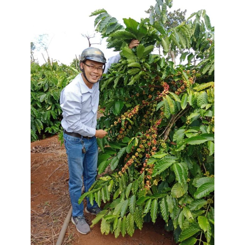 cây giống cà phê vối TR4