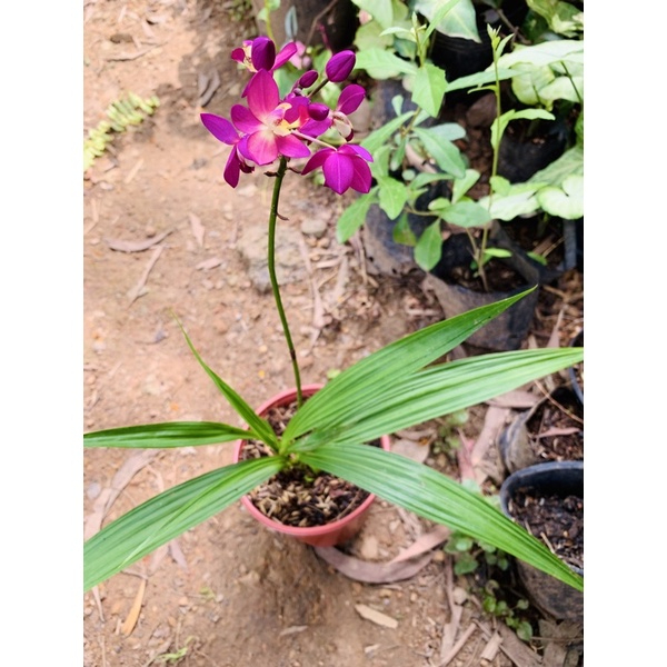 Cây lan chu đỉnh địa lan tím