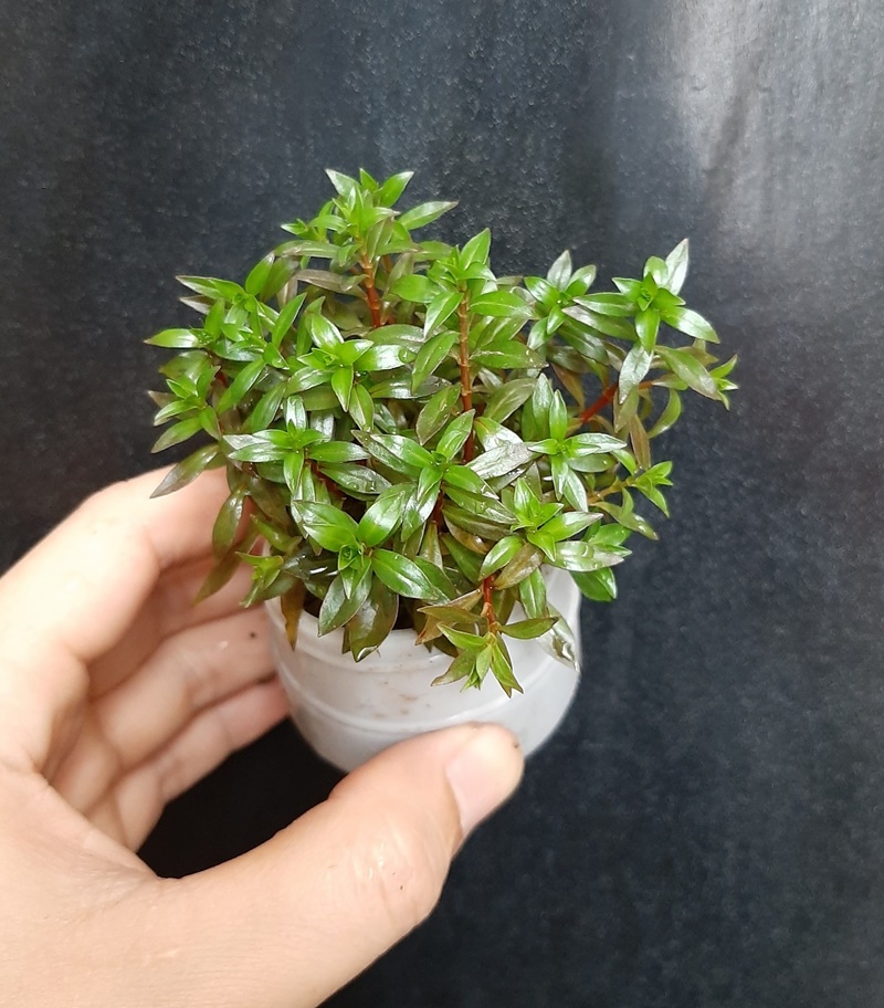 Cây thủy sinh 20 cây diệp tài hồng lá kim - Cây Cắt Cắm thủy Sinh dễ trồng không cần Co2