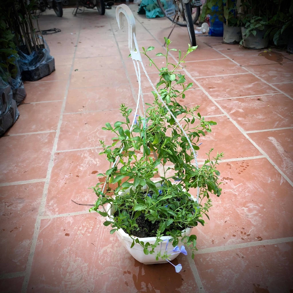 Cây hoa thanh xà chậu treo (Ảnh thật).