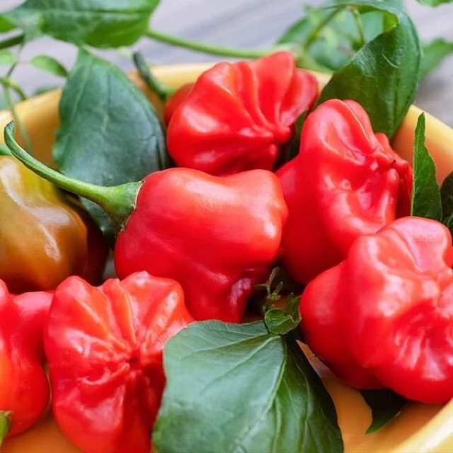Hạt Giống Ớt Hoa Hồng