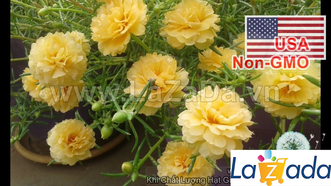 500.hạt hạt giống hoa mười giờ mỹ kép vàng gold