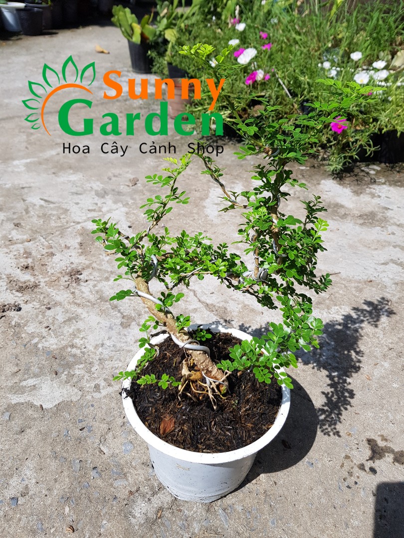 Cây Cần Thăng Bonsai Lớn, Cao 30-50cm Còn gọi là cây Mộc hương, có tên khoa học là Feoniella lucida. Cần thăng là viết tắt của 2 từ "cần cù" và "thăng tiến"