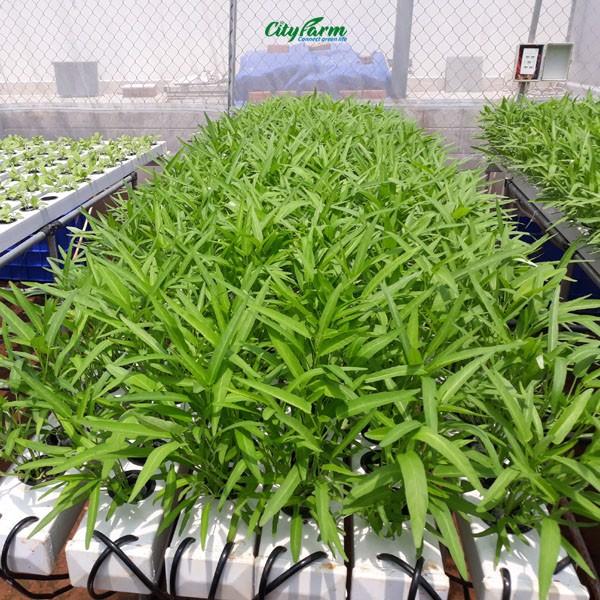 [Sale  off] Hạt giống rau muống ăn lá