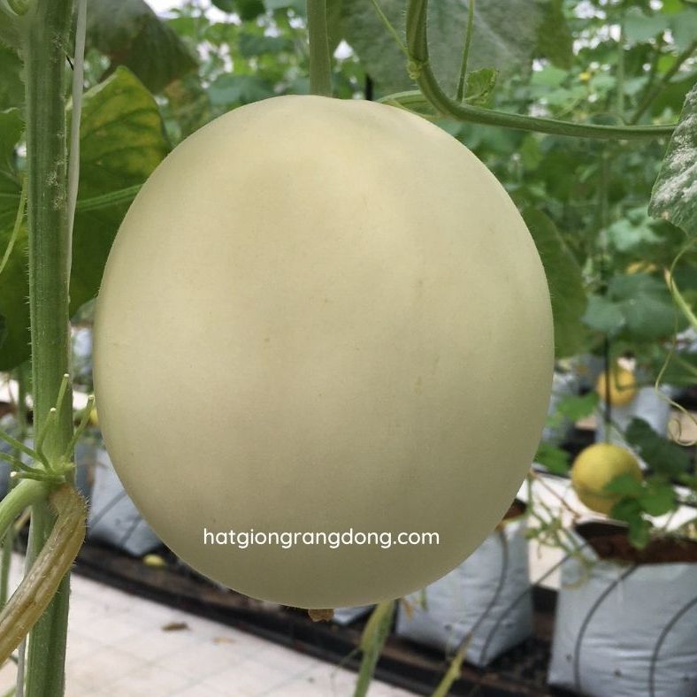 Hạt giống dưa lê bạch kim