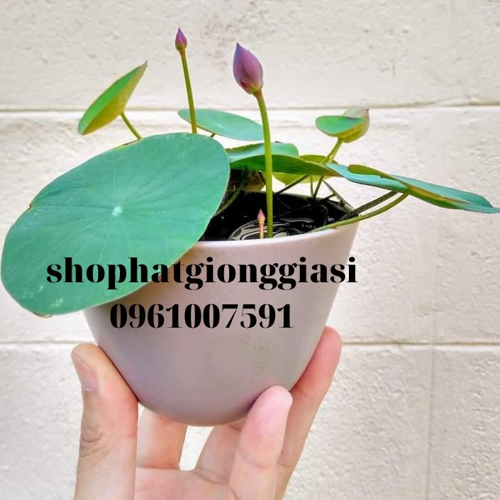 (Đã Cắt Đầu) Combo 10 Hạt Sen Mini Full Màu