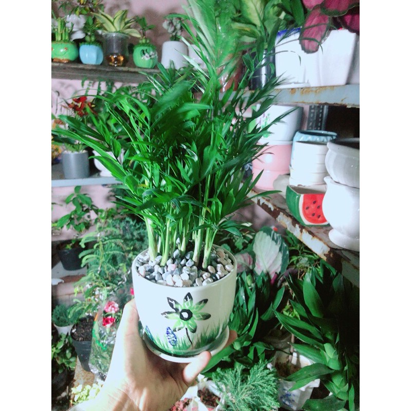 [HCM]Chậu Cây Cau Tiểu Trâm