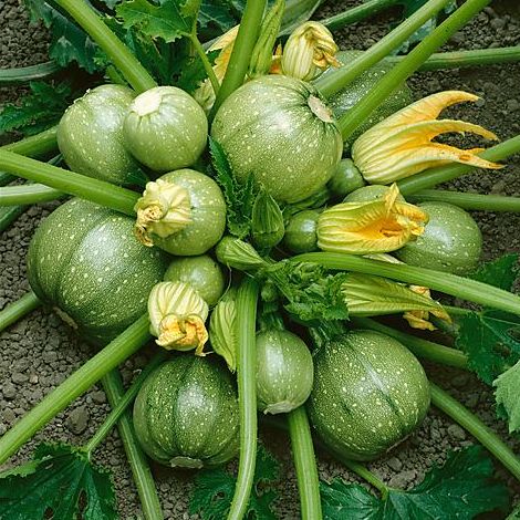 1g Hạt giống bí ngòi tròn sai trái