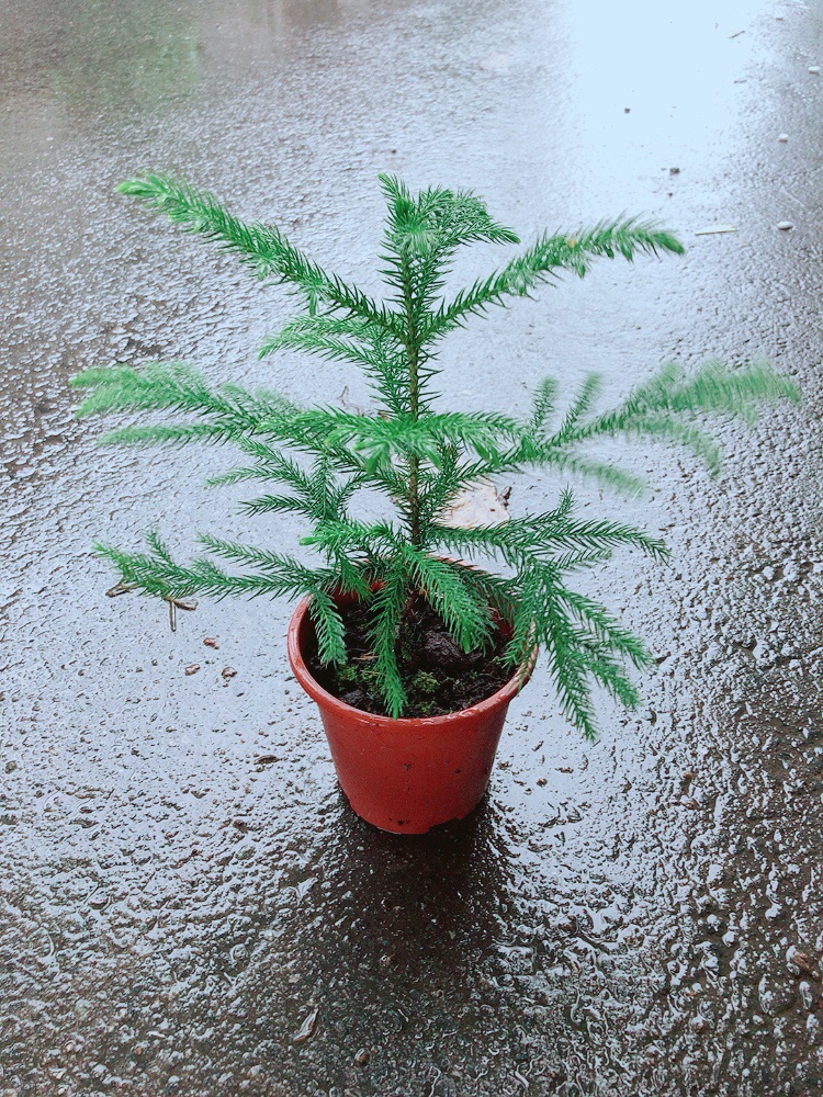 Cây Tùng Bồng Lai
