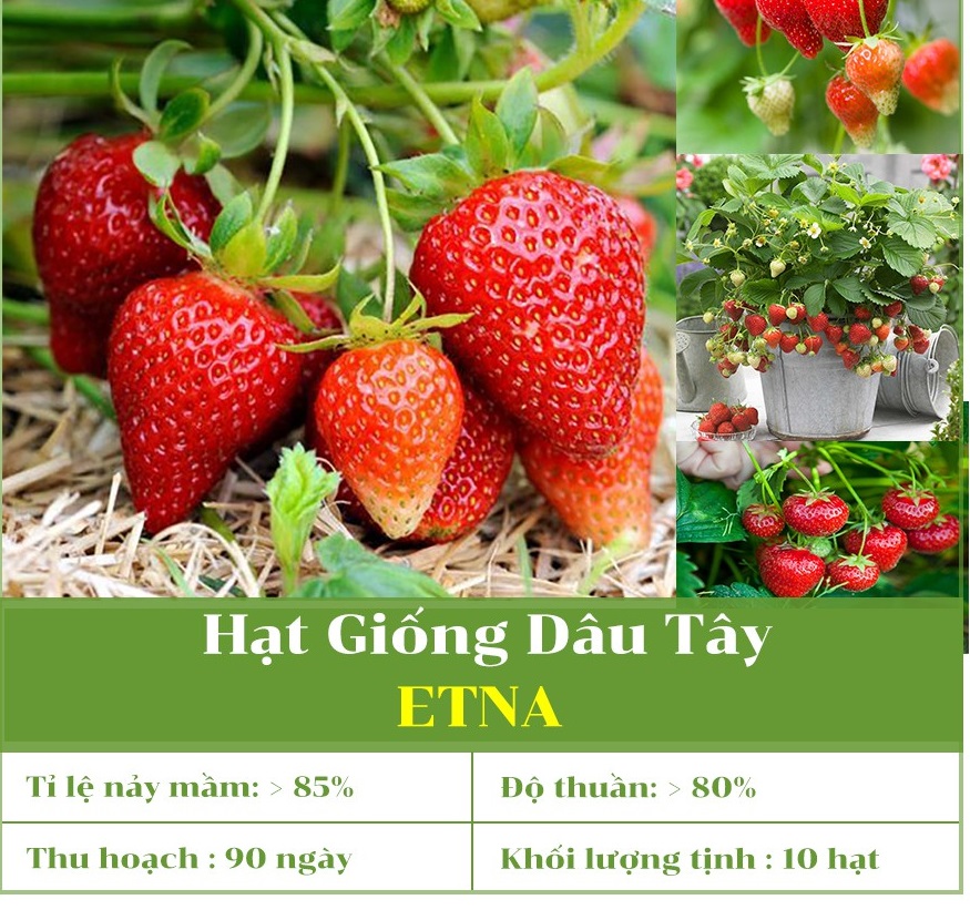 Hạt giống Dâu tây đỏ cao cấp Etna