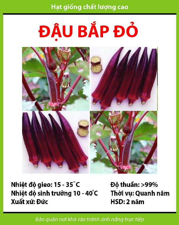 Hạt giống Đậu bắp đỏ tặng kèm kích mầm
