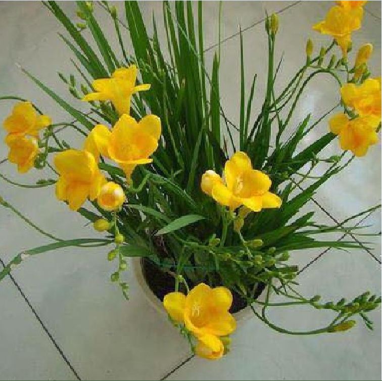 Củ giống hoa lan nam phi hoa màu vàng ( 1 củ kèm 1 viên nén ươm củ )