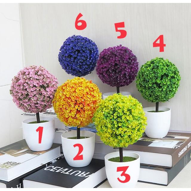 Chậu Hoa Cẩm Tú Cầu (Chậu Lẻ)