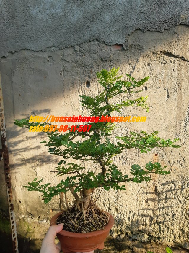 cần thăng bonsai TẶNG CHẬU