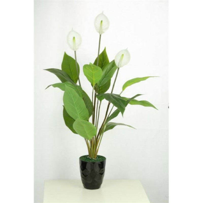 cây lan ý giả cao 90cm