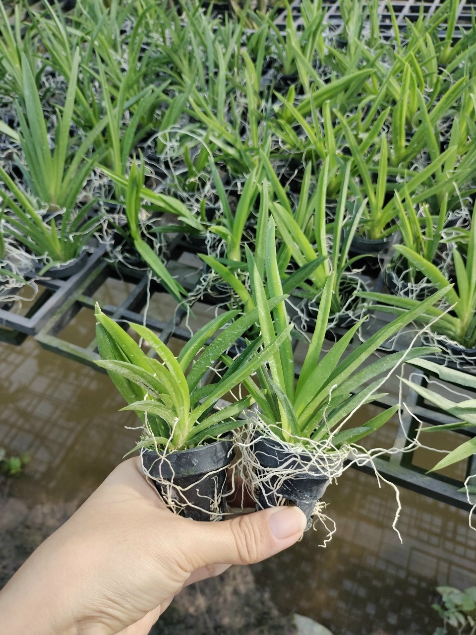 Hoa Lan Vũ Nữ Bút Chì trứng cút, cây cao 7- 10cm