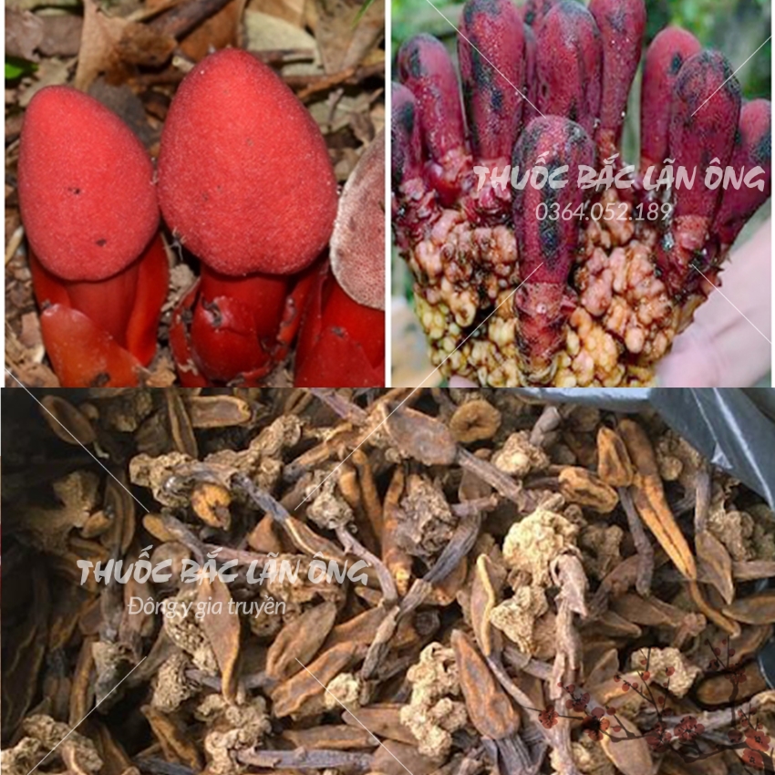 Nấm ngọc cẩu 500g, khô, sạch, nguyên búp - Lãn Ông
