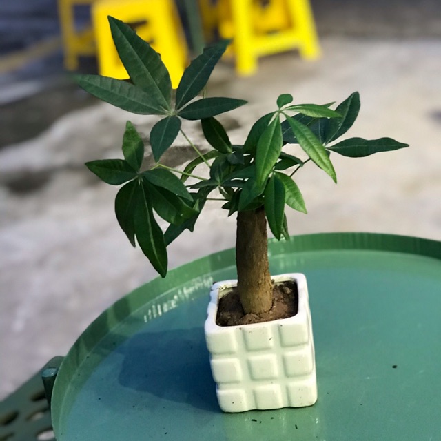 Chậu cây kim ngân mini để bàn
