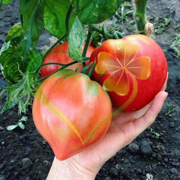 Hạt giống cà chua trái tim đỏ - gói 0,1 gram