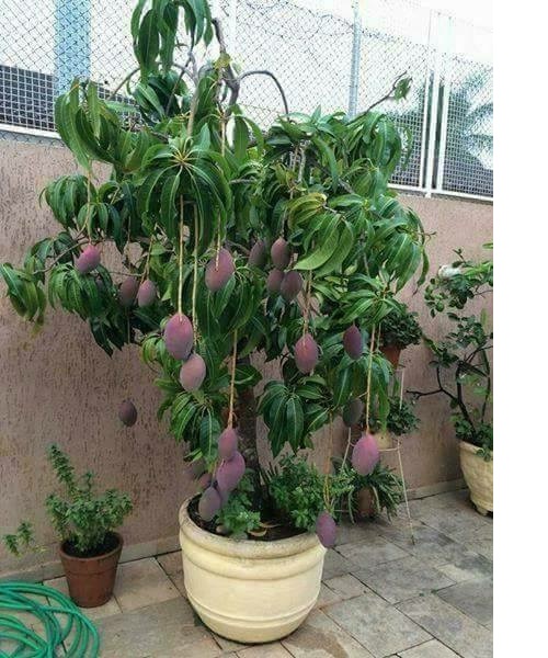 Cây giống xoài tím bầu lớn , cây cực đẹp, cam kết chất lượng
