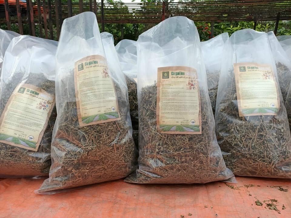 Cà gai leo khô Sadu 1kg