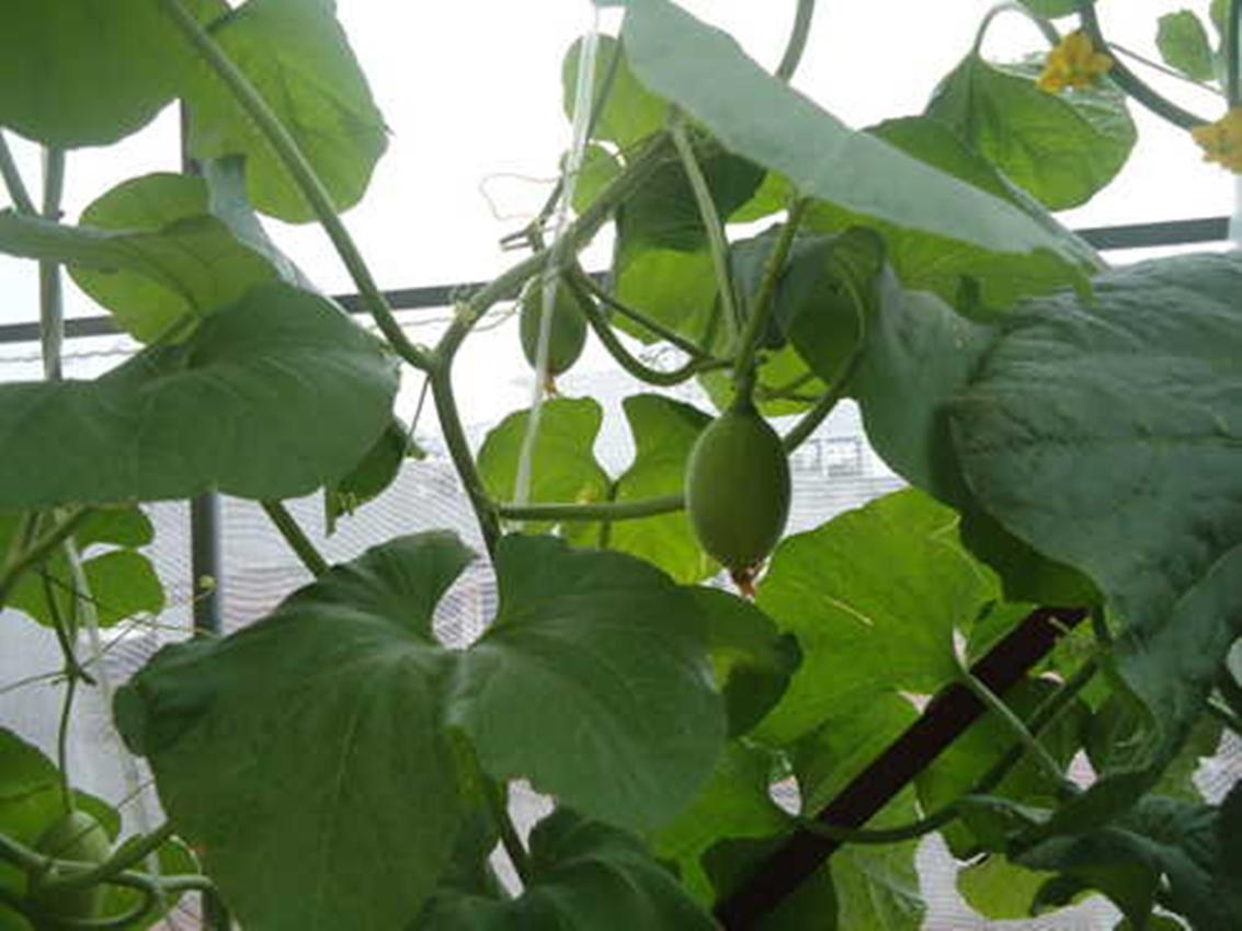 Hạt Giống Dưa Lưới - Ruột Xanh USA (Cucumis melo)