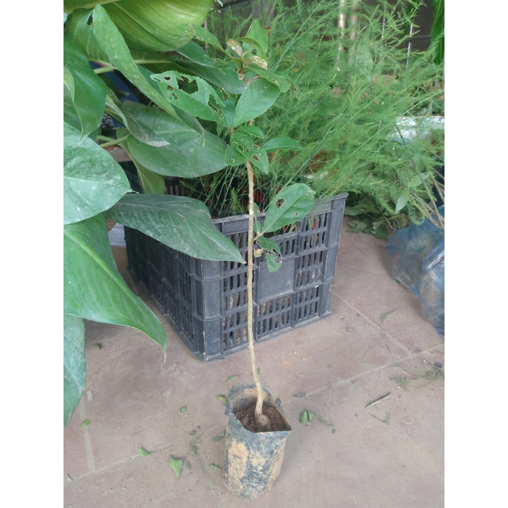 CÂY GIỐNG CÂY LỘC VỪNG