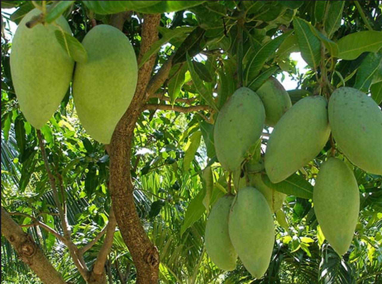 Bám dính loang 500ml. Siêu thấm, siêu bám dính