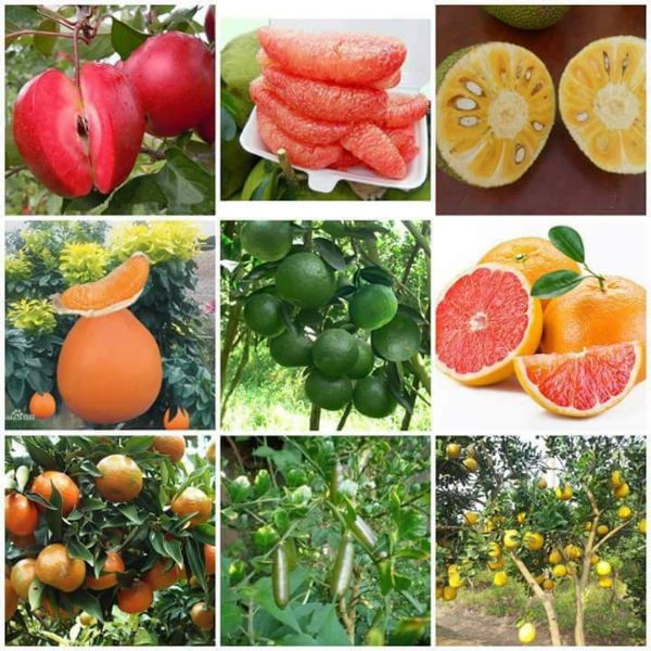 2 cây bưởi đỏ Tân Lạc + Tặng 02 Cây Quế Giống