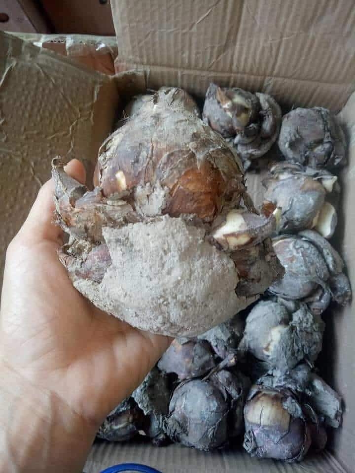 COMBO 5 củ CỦ HOA THỦY TIÊN