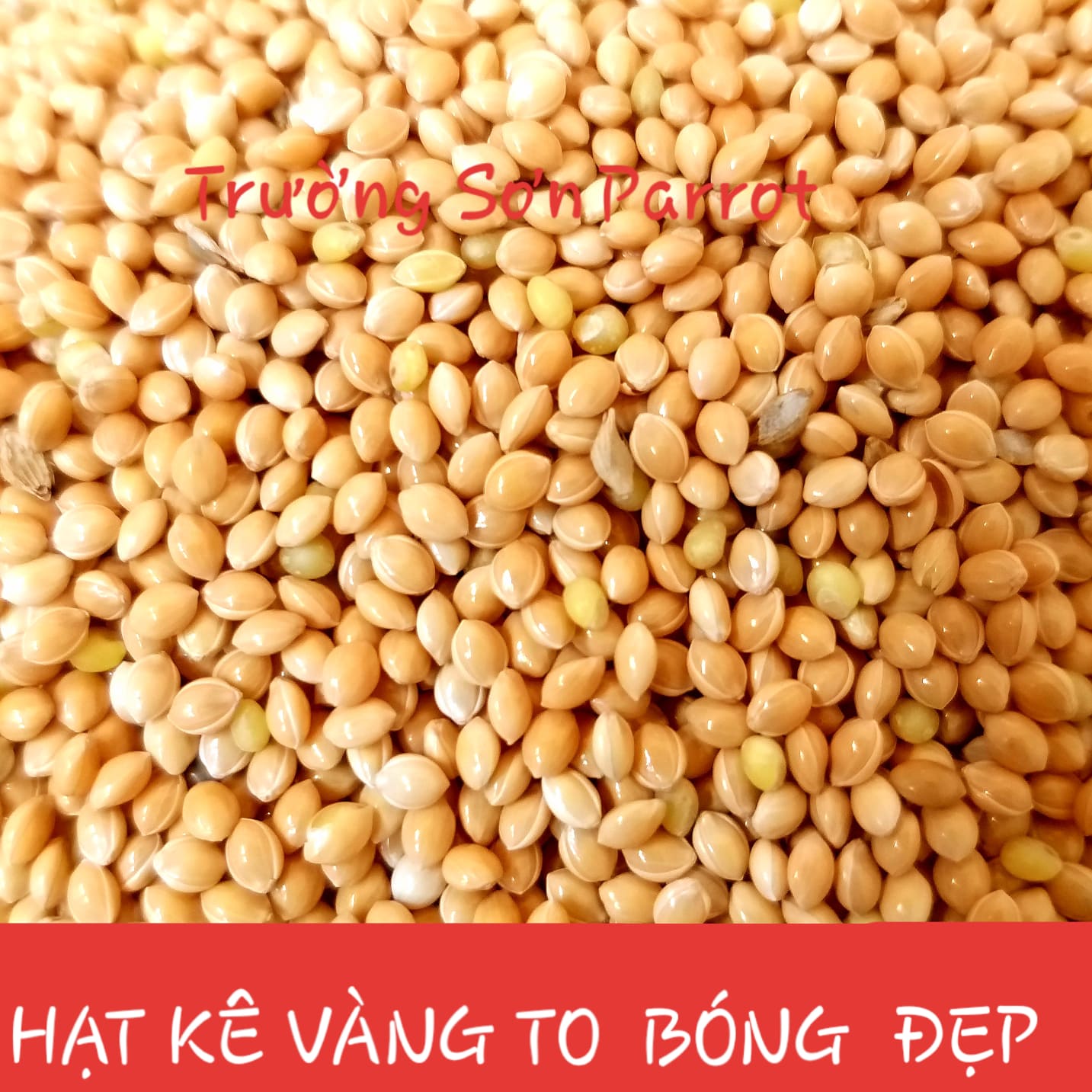 Kê đỏ, kê vàng gói 500g