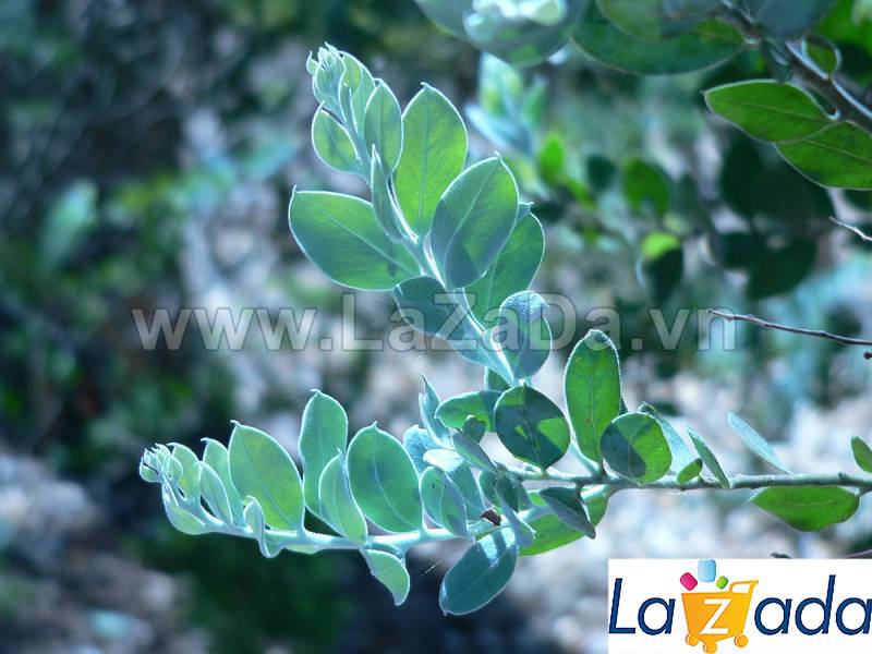 50h Hạt Giống Cây Mimosa (| -KD: B21*V64*M224)
