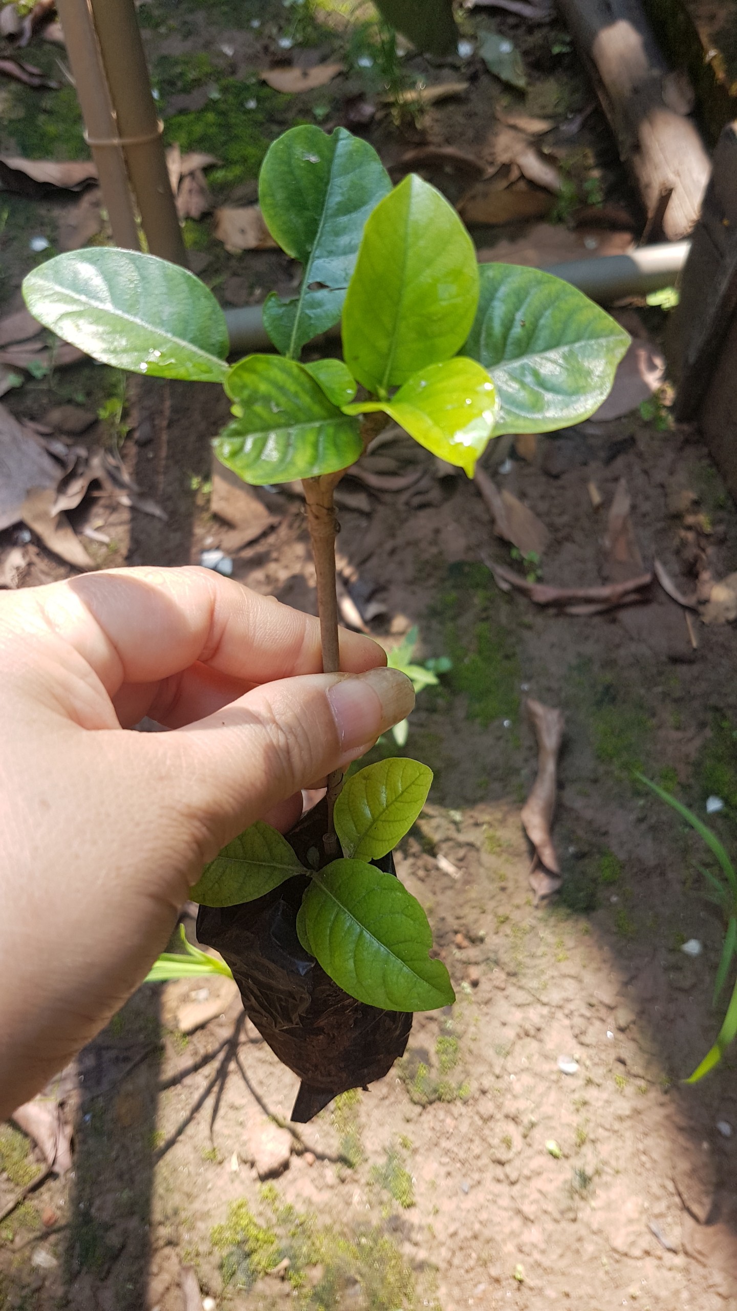 Bạch thiên hương ( dành dành kép ) - Combo 2 cây