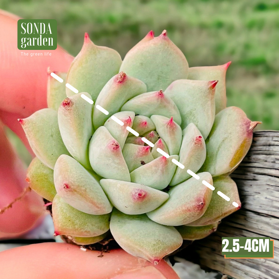 SEN ĐÁ TIỂU NGỌC SIZE MINI SIÊU KHỎE ĐẸP LỖI 1 ĐỔI 1