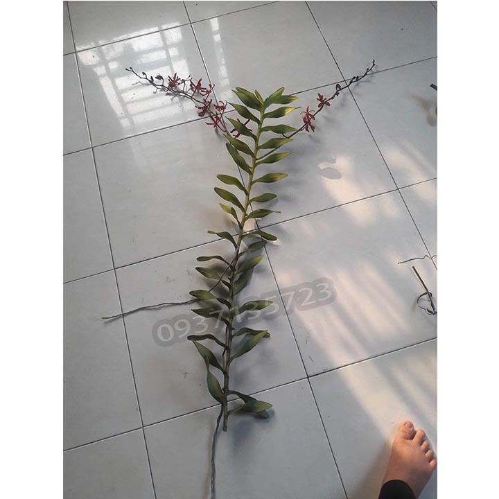 [HCM]CÂY LAN PHƯỢNG VĨ ĐỎ - CÂY CÓ 1 VÒI HOA
