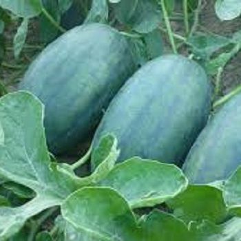 5 Hạt giống dưa hấu ruột vàng