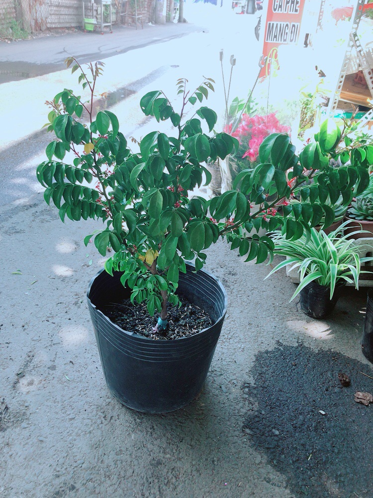 Cây Khế Cho Nhiều Quả