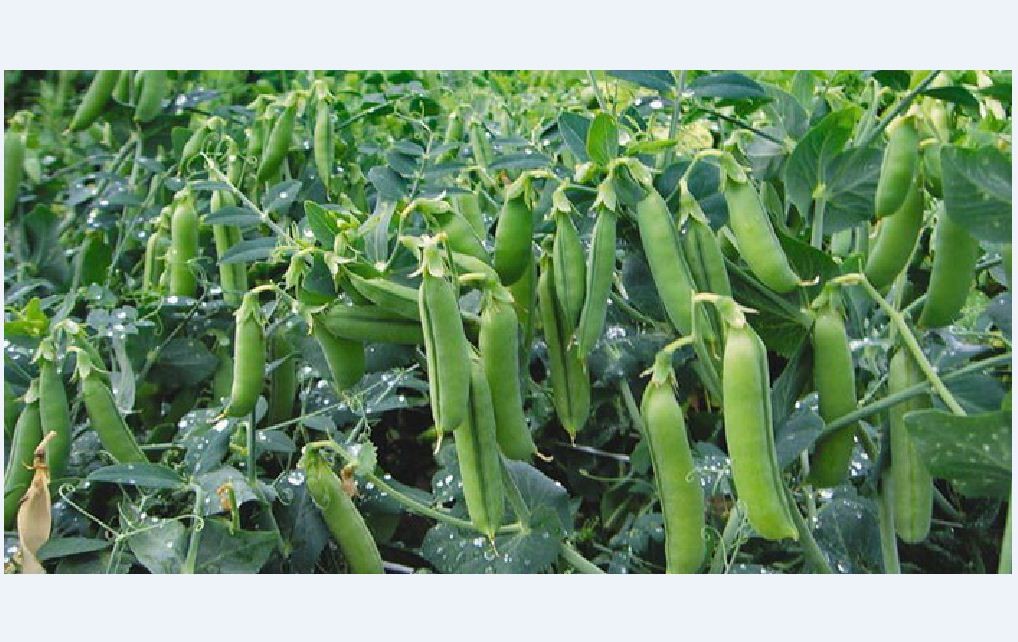 Hạt giống đậu hà lan Xanh - Gói 50gram