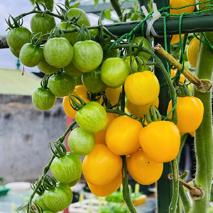 [Hạt giống Mỹ] Gói 5 hạt cà chua trái cây cherry dâu vàng Mỹ