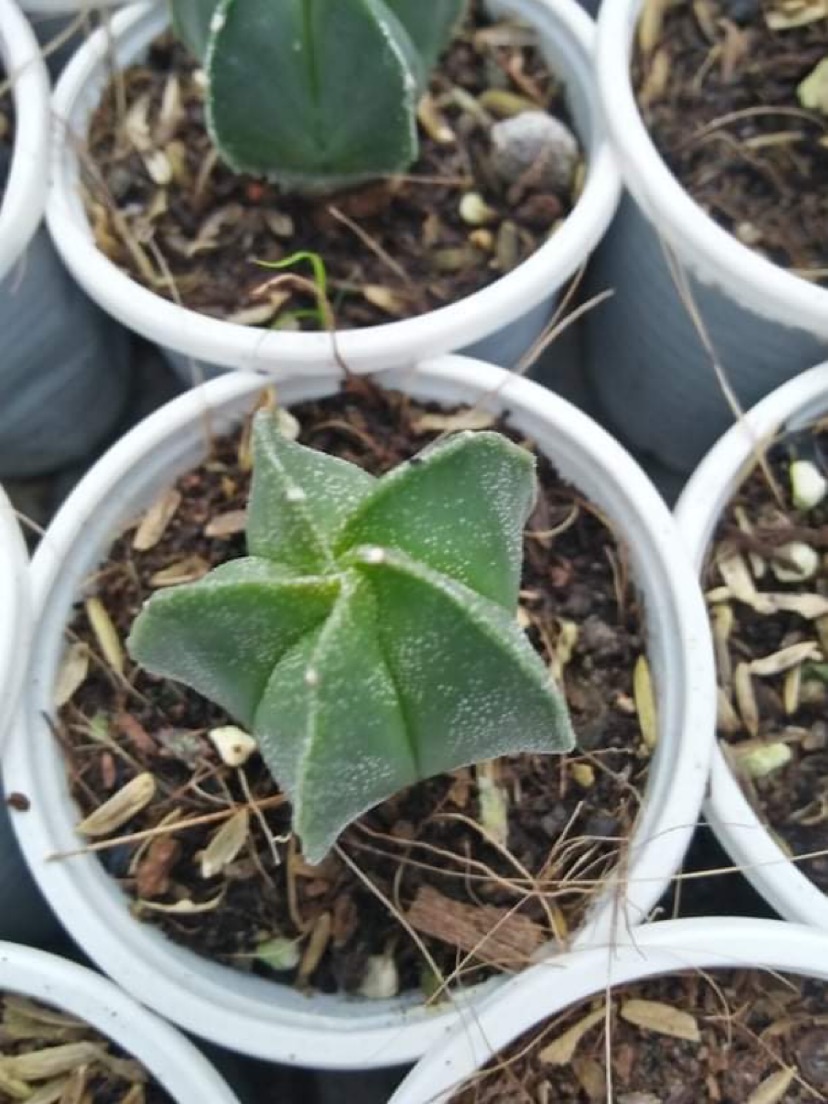 [HCM]Xương Rồng Aster (3cm)
