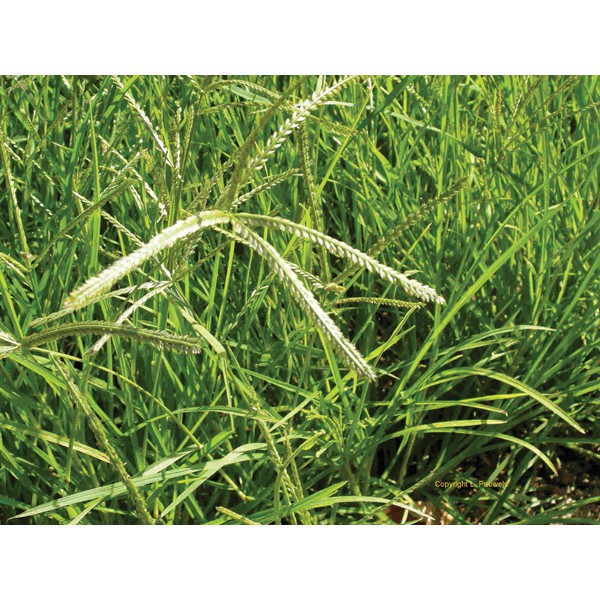 Cỏ Mần Trầu (1kg)