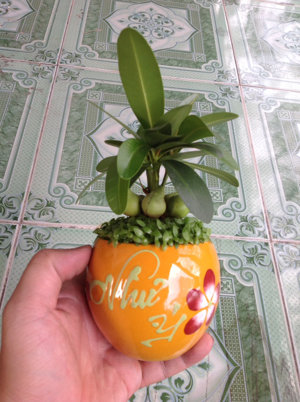 Cây May Mắn - Cây cảnh mini để bàn