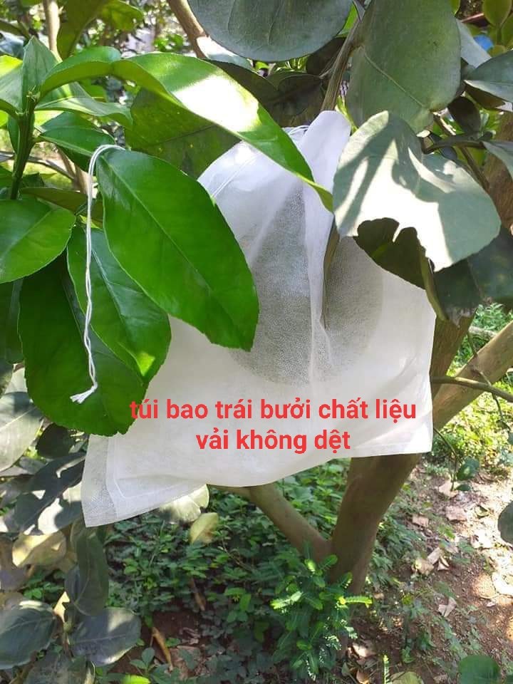100 túi bọc bưởi mãng cầu (30x35cm)