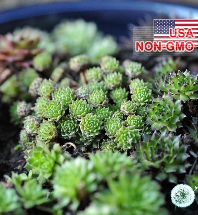 Hạt giống hoa Sen đá Mỹ mini Mix