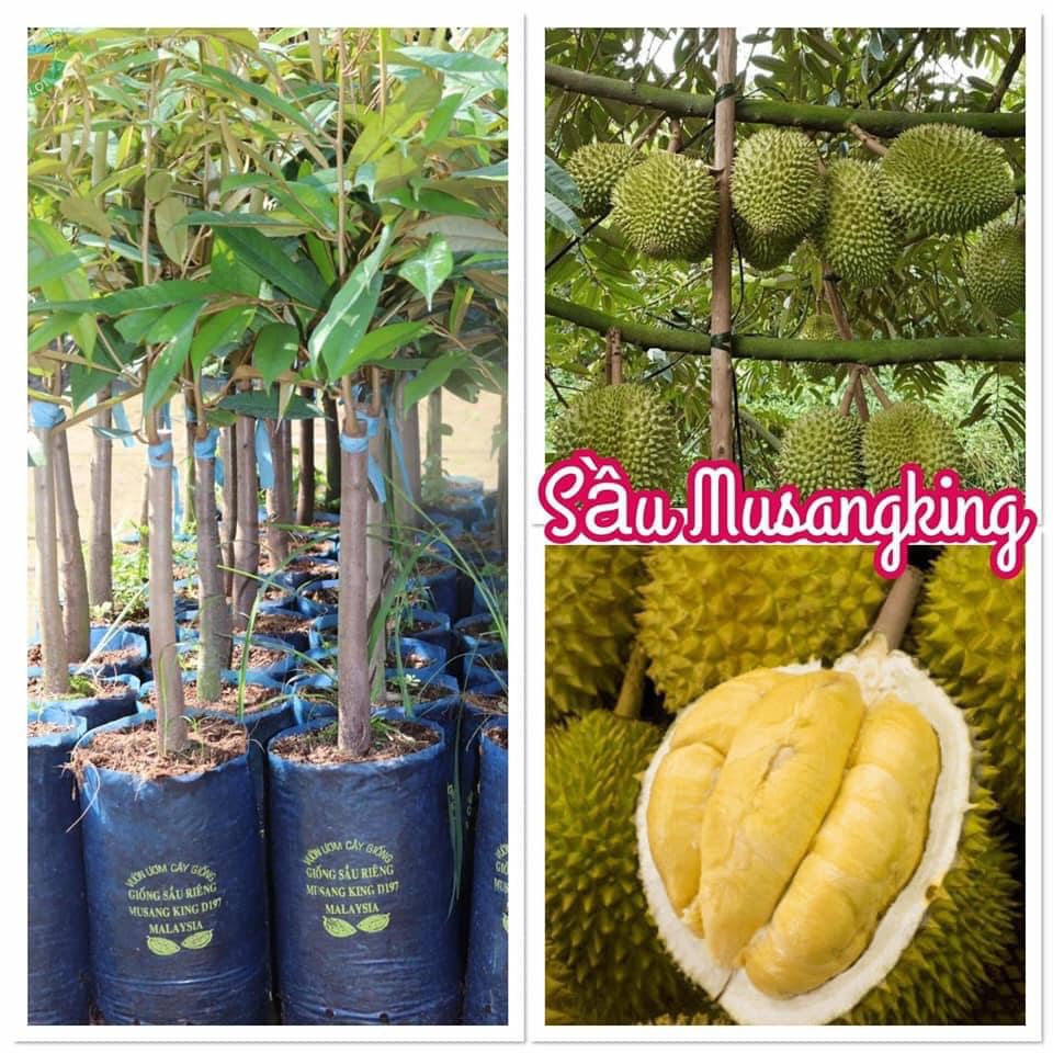 CÂY GIỐNG SẦU RIÊNG MUSANG KING -(GHÉP GỐC TO 2 NĂM GỐC SIÊU TO)