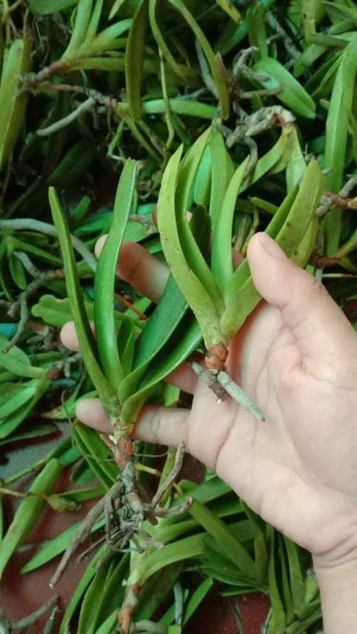 Hoa lan nhạn trắng